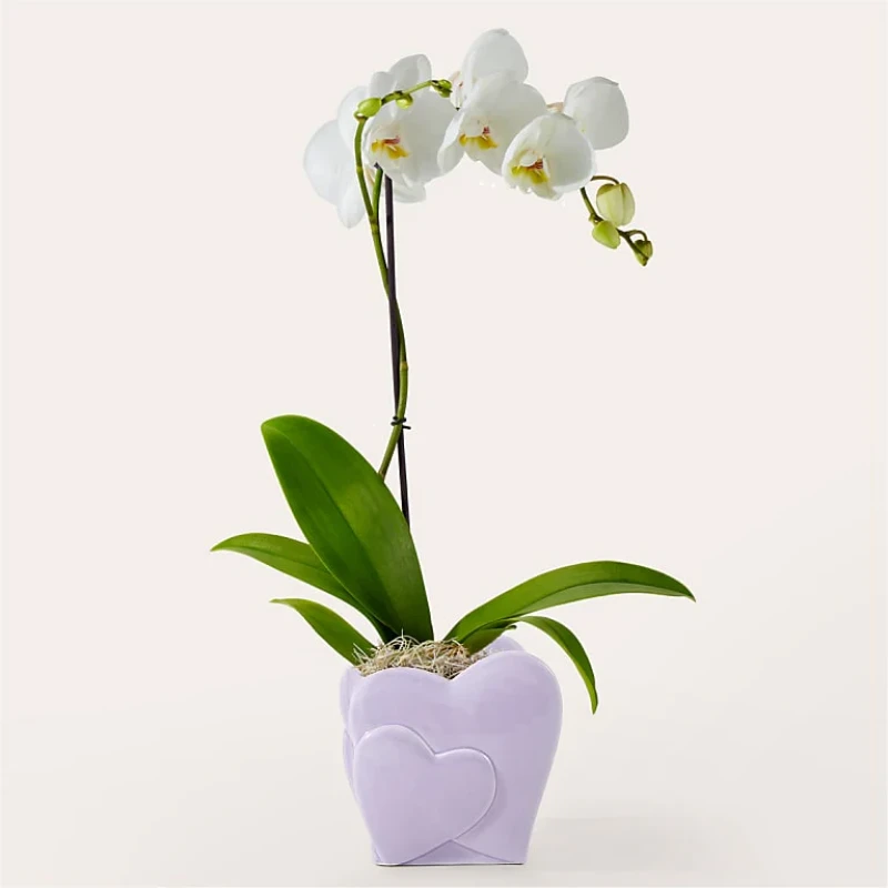 Kalplerin Uyum İçinde Orkidesi