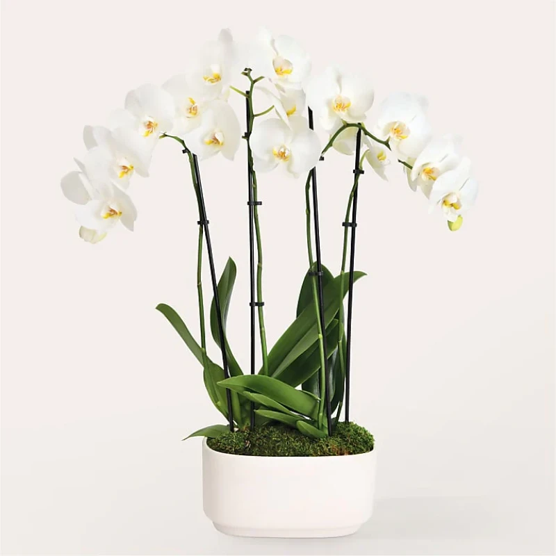 Beauty White Orkide Garden