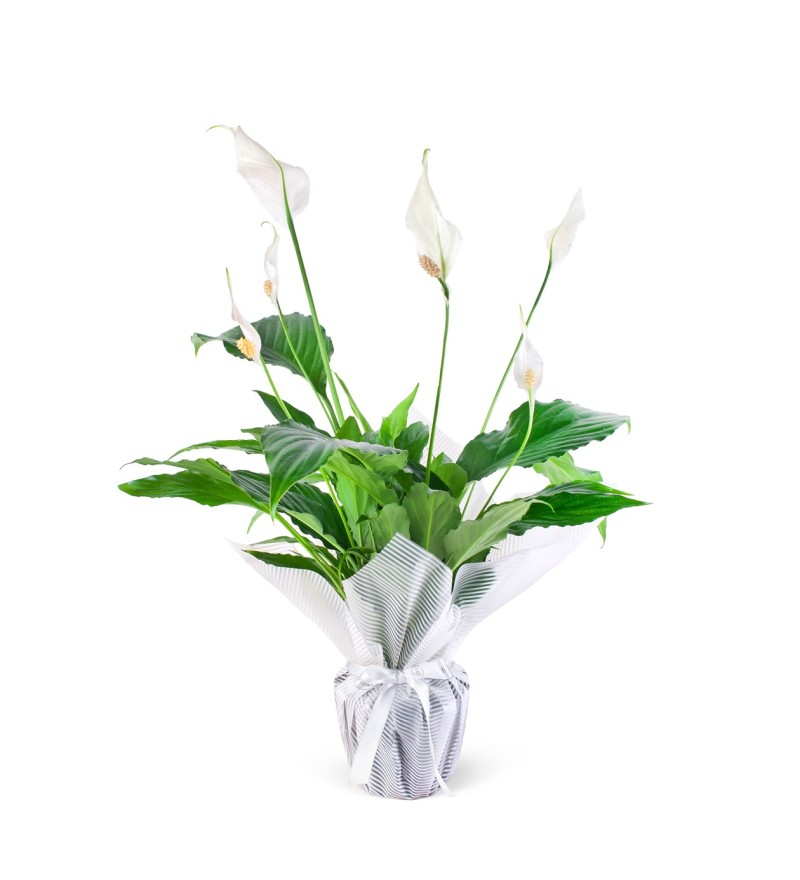 Barış Çiçeği Spathiphyllum