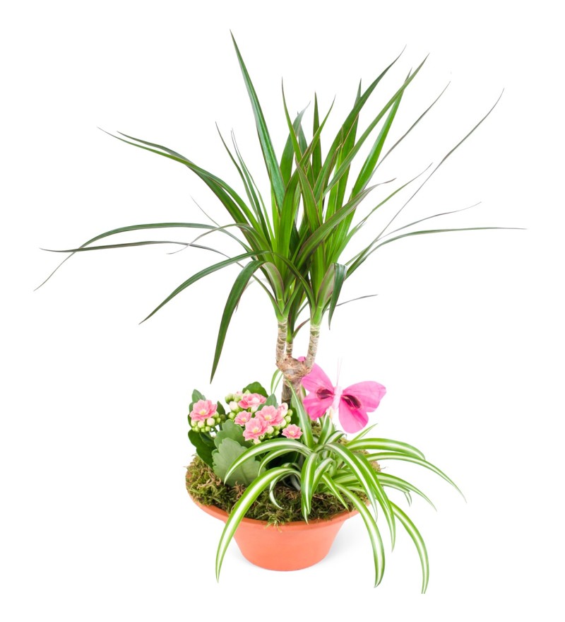 Dracaeana ve Pembe Kalanchoe