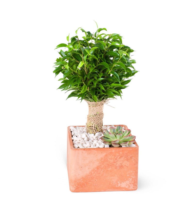 Saksıda Ficus Natasja Aranjmanı