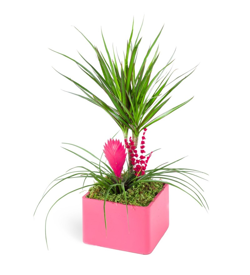 Dracaeana & Tillandsia Pink
