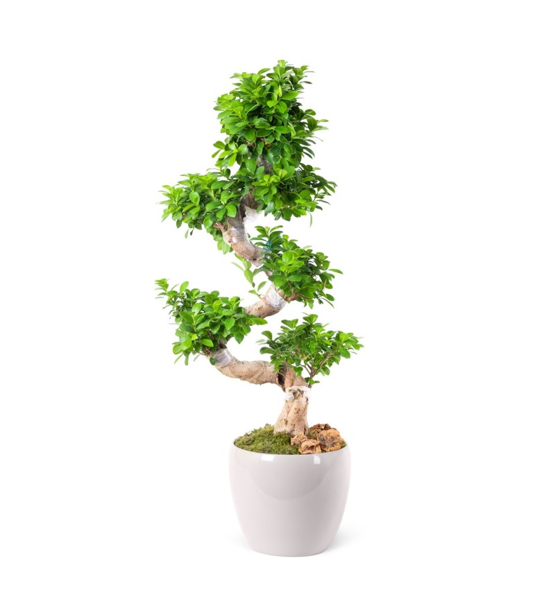 S Gövde Ficus Ginseng Bonsai Ağacı